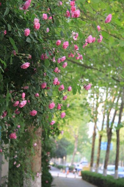 点击大图看下一张：盛开的粉色蔷薇图片