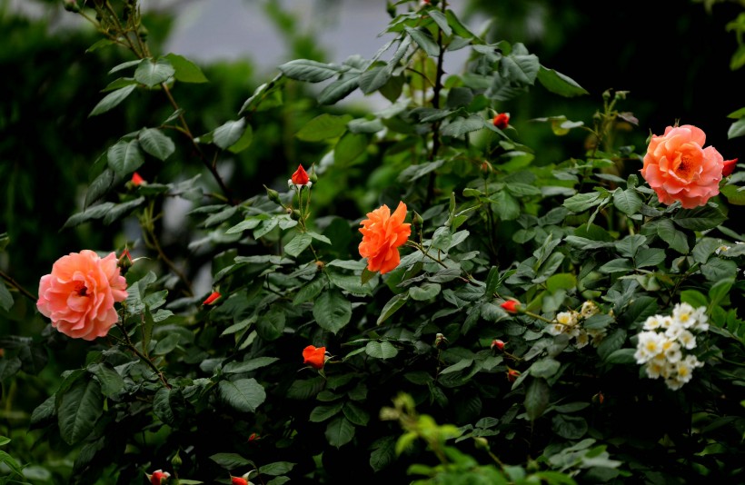 点击大图看下一张：橙色蔷薇花图片