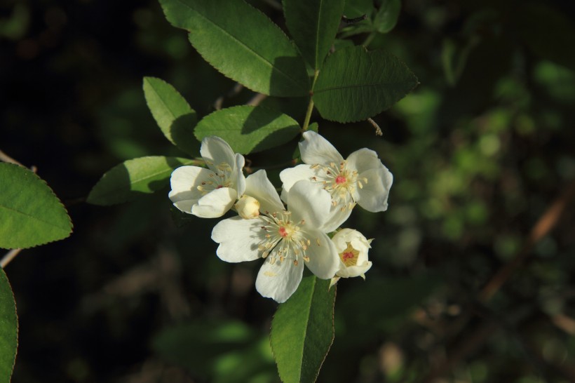 点击大图看下一张:蔷薇花图片