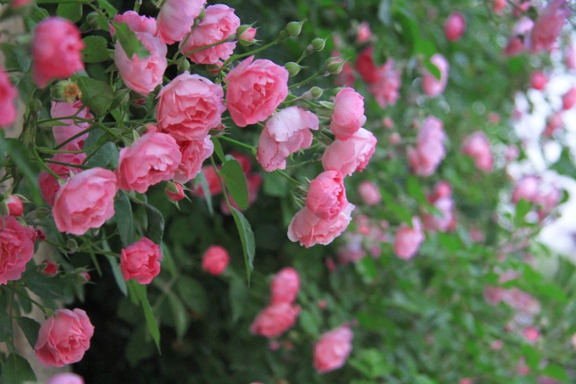 点击大图看下一张：盛开的粉色蔷薇图片