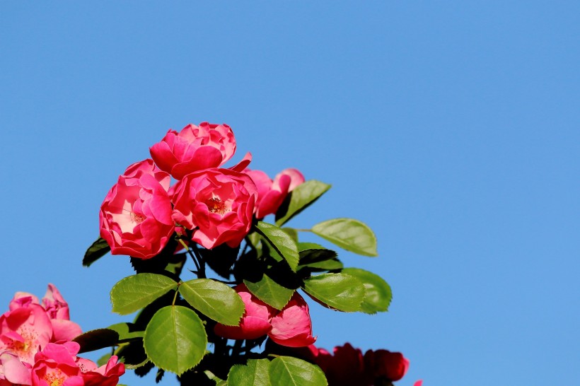点击大图看下一张：俏丽蔷薇花图片