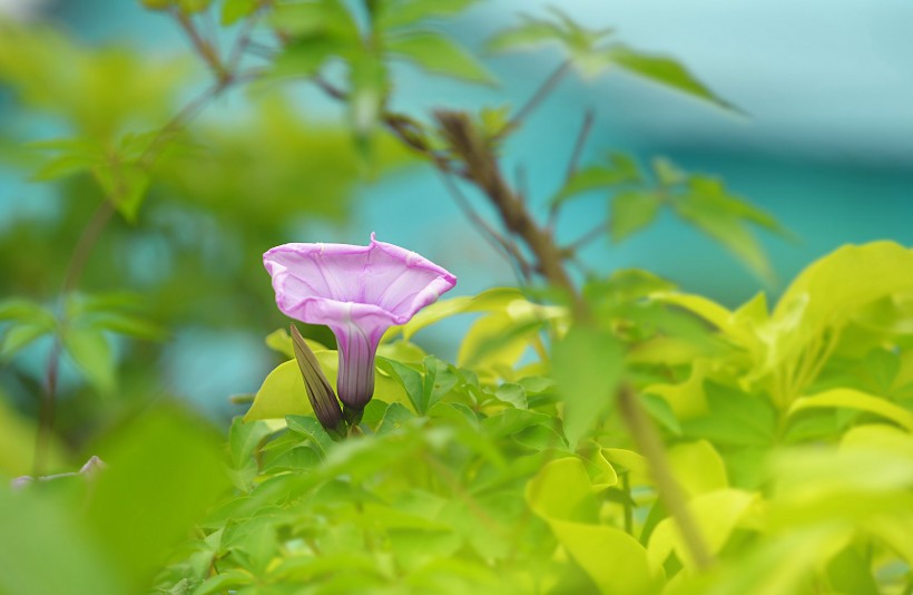 点击大图看下一张：唯美牵牛花图片