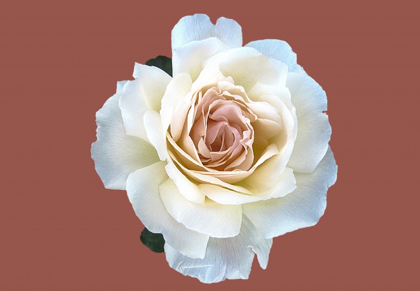 点击大图看下一张：清纯的白玫瑰图片