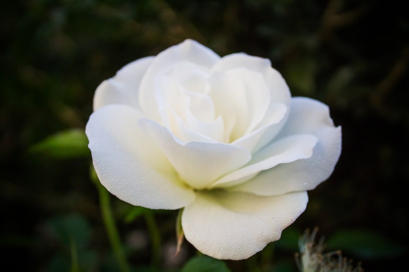 点击大图看下一张：清纯的白玫瑰图片