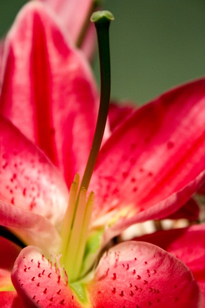 点击大图看下一张：清香的百合花图片