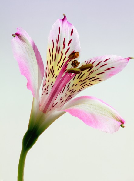 点击大图看下一张：清香的百合花图片