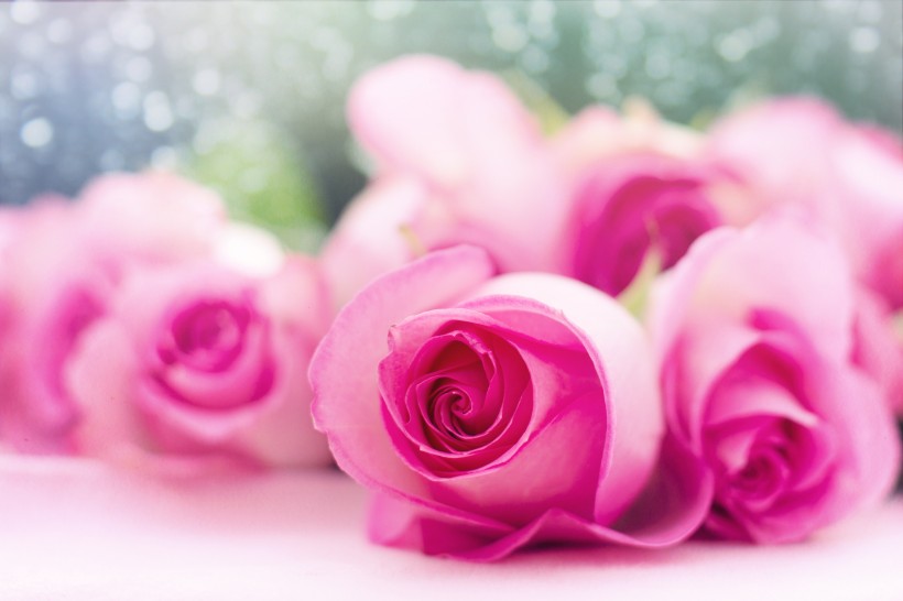 点击大图看下一张：清新的粉玫瑰图片