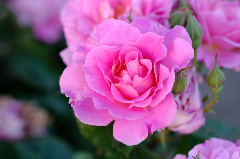 点击大图看下一张：清新的粉玫瑰图片