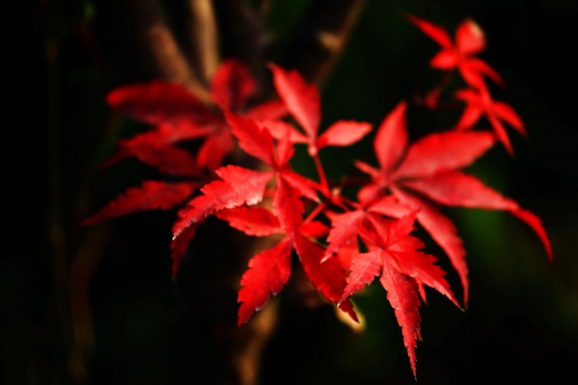 点击大图看下一张：秋季红叶图片