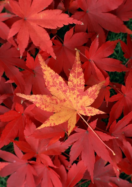 点击大图看下一张：秋季落叶背景图片