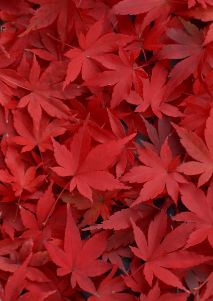 点击大图看下一张：秋季落叶背景图片