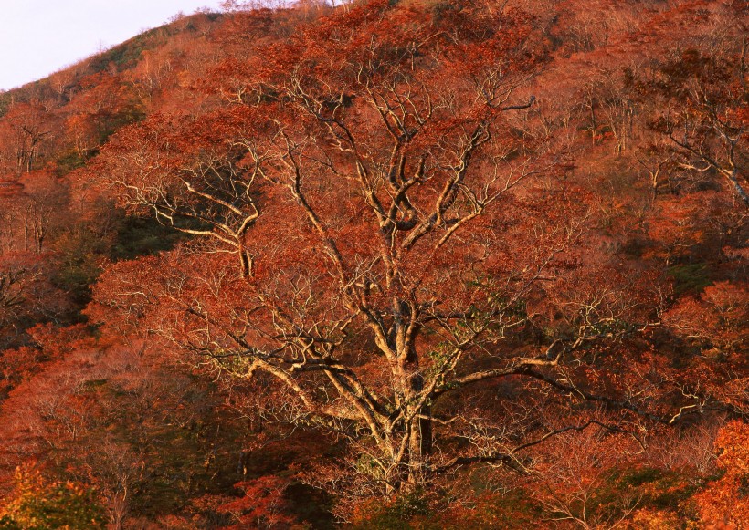 点击大图看下一张：秋季树木图片
