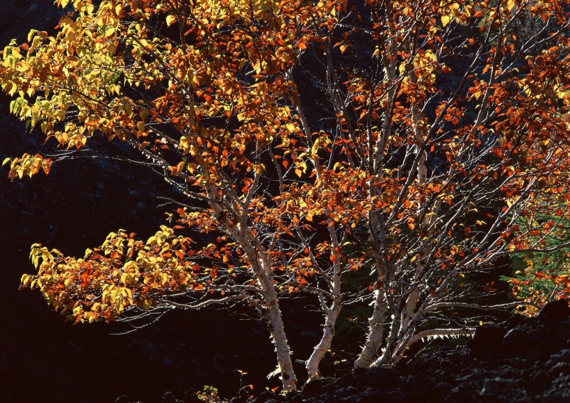 点击大图看下一张：秋季树木图片