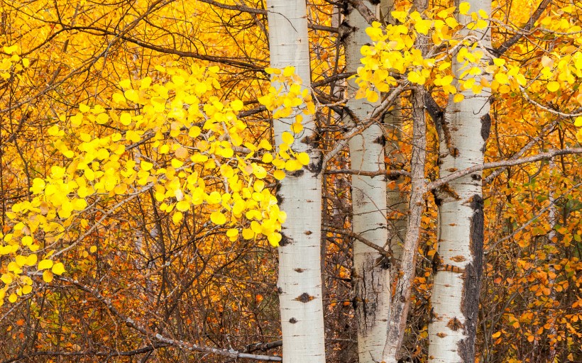 点击大图看下一张：秋季唯美黄叶图片