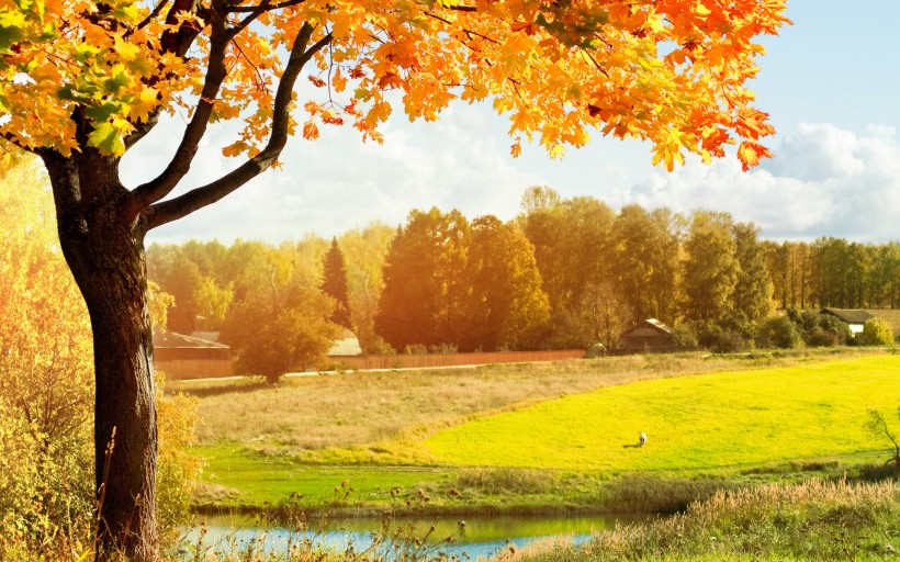 点击大图看下一张：秋季唯美黄叶图片