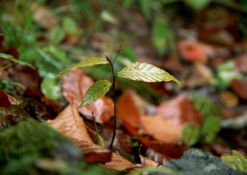 点击大图看下一张：秋季动植物图片