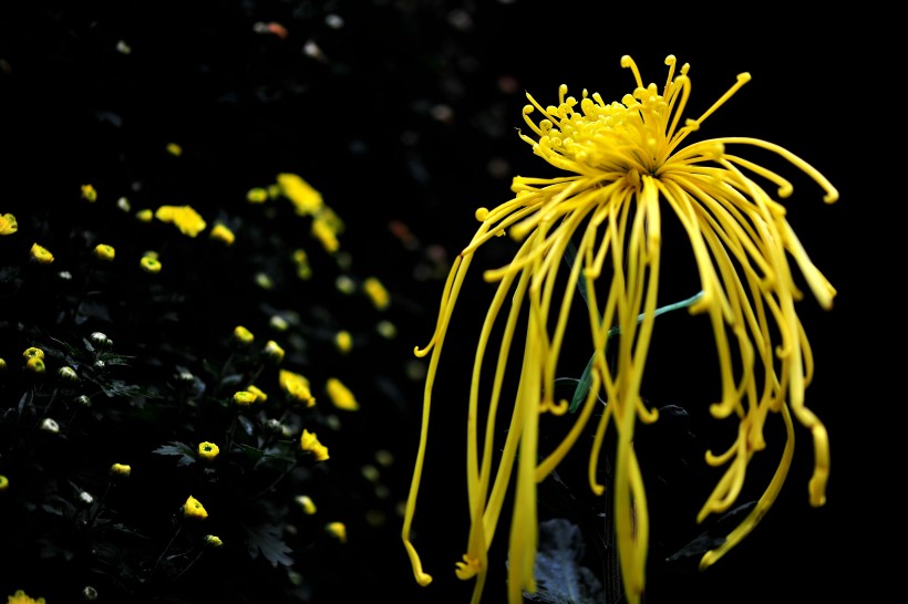 点击大图看下一张:秋菊图片