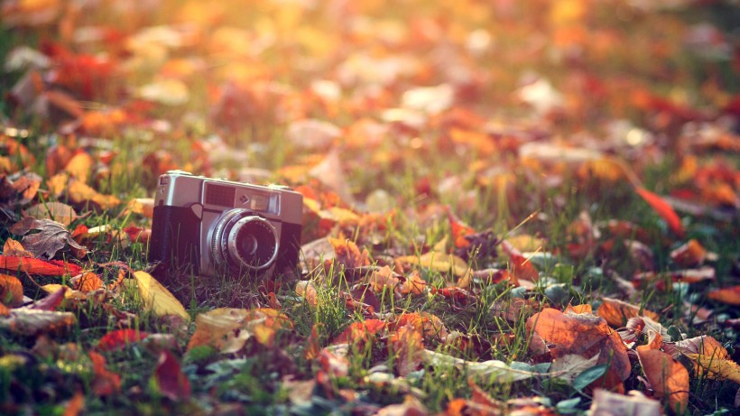 点击大图看下一张：秋天的黄叶图片