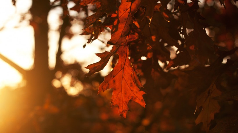 点击大图看下一张：秋天的黄叶图片