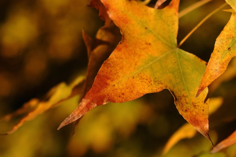 点击大图看下一张：秋天的树叶图片