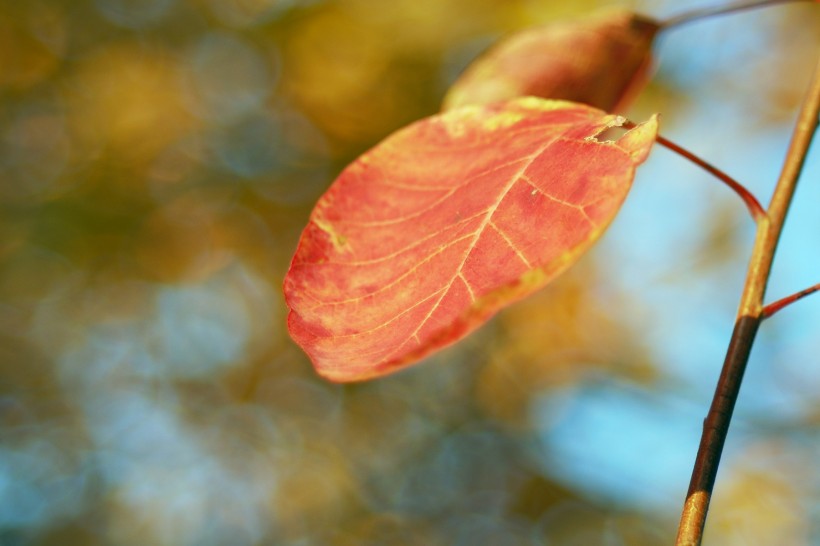 点击大图看下一张：秋天的树叶图片