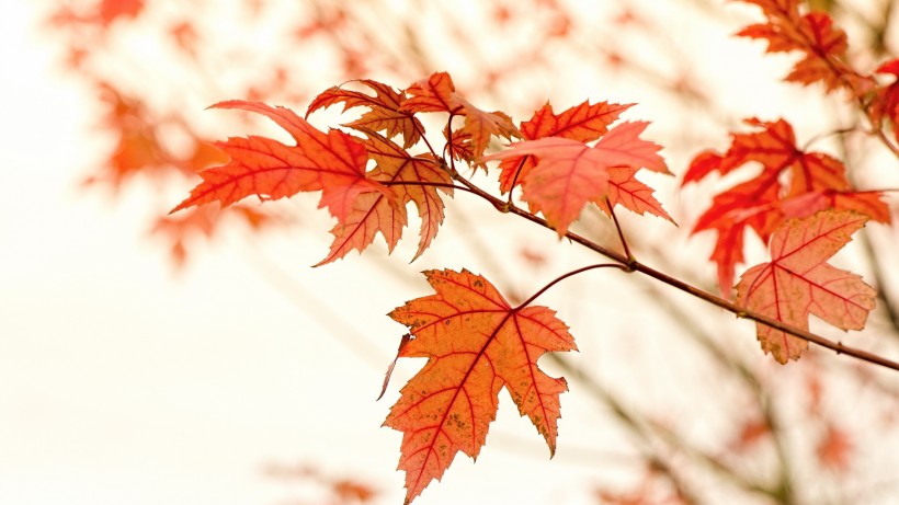 点击大图看下一张：秋天唯美树叶图片