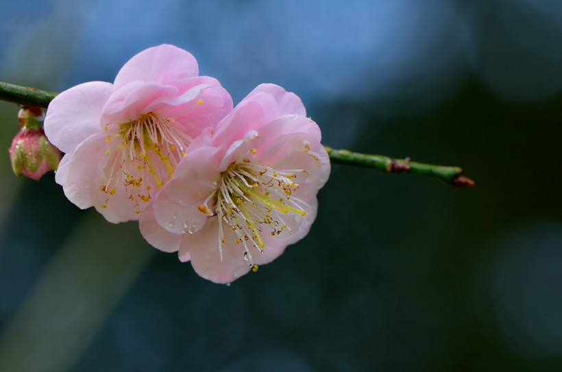 点击大图看下一张：红梅花图片