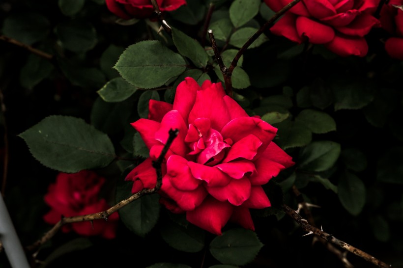 点击大图看下一张：好看的红玫瑰花图片