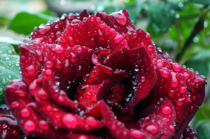 点击大图看下一张：娇艳的红玫瑰图片