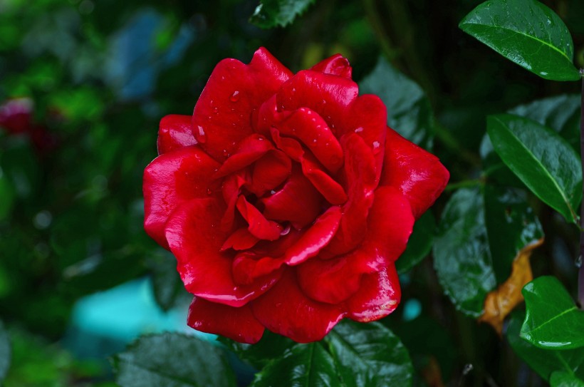 点击大图看下一张：娇艳的红玫瑰图片