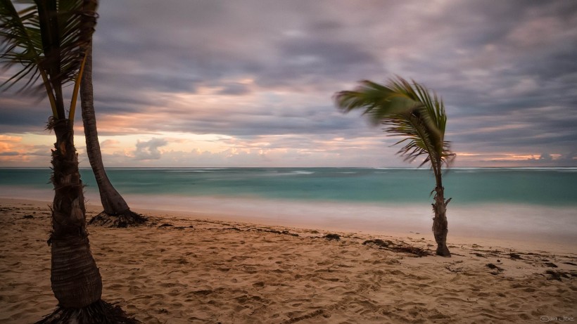 点击大图看下一张：热带树木椰子树图片