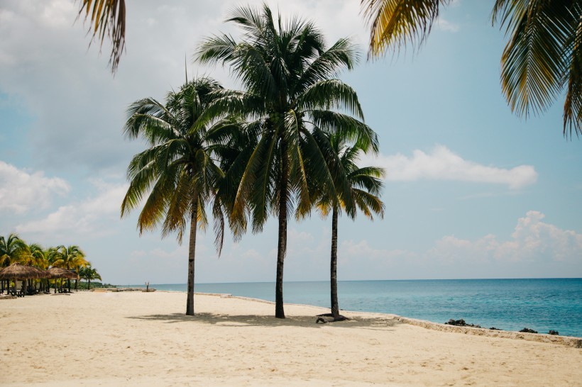 点击大图看下一张：热带树木椰子树图片