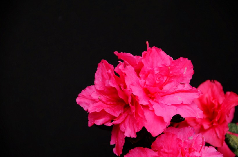 点击大图看下一张：粉红色的杜鹃花图片