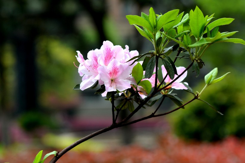 点击大图看下一张：杜鹃花图片