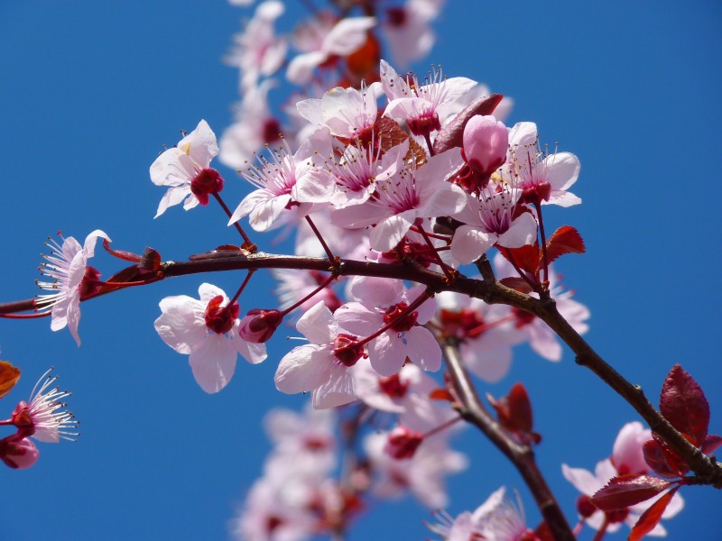 点击大图看下一张：日本樱花图片