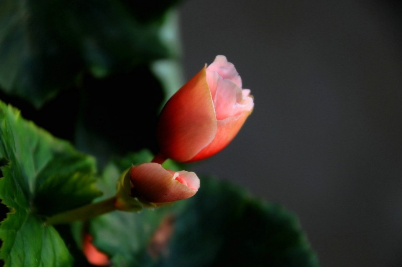 点击大图看下一张：丽格海棠花卉图片