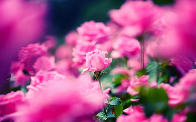 点击大图看下一张：美丽的蔷薇图片
