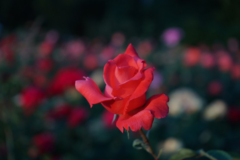 点击大图看下一张：各种颜色的玫瑰花图片