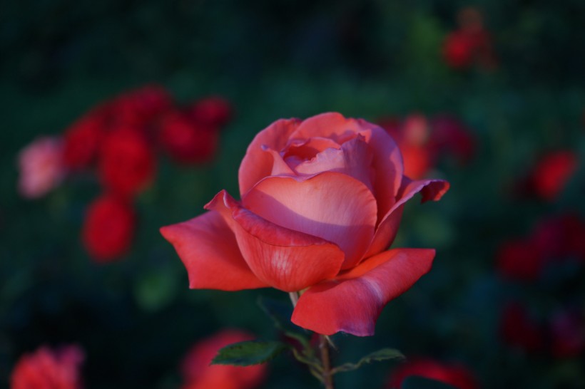 点击大图看下一张：各种颜色的玫瑰花图片