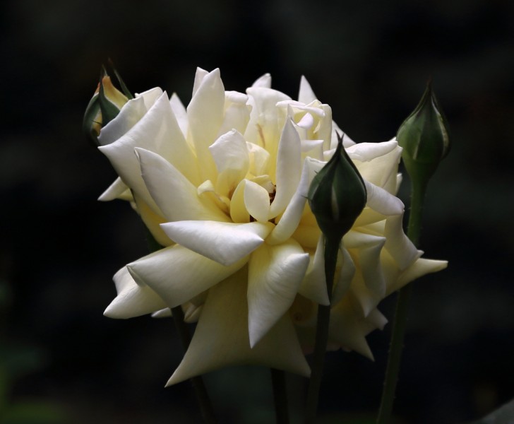 点击大图看下一张：娇艳玫瑰花卉图片