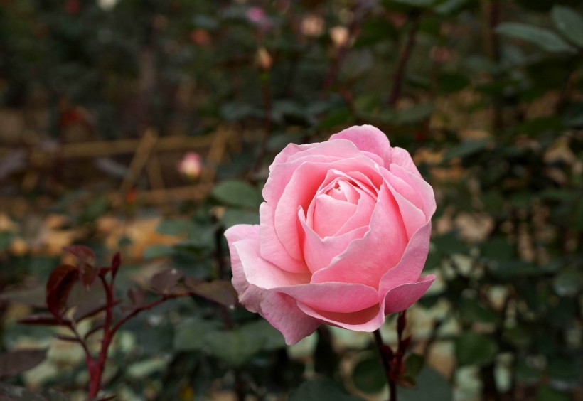 点击大图看下一张：艳丽玫瑰花图片