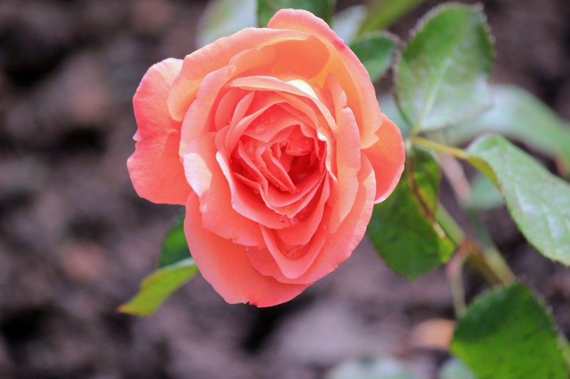 点击大图看下一张：玫瑰花卉图片
