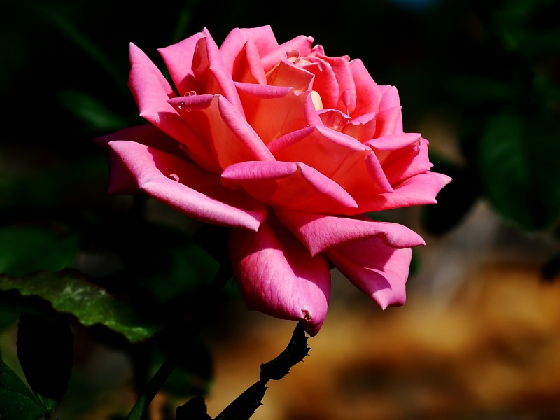 点击大图看下一张：秋日绽放的美艳玫瑰花图片