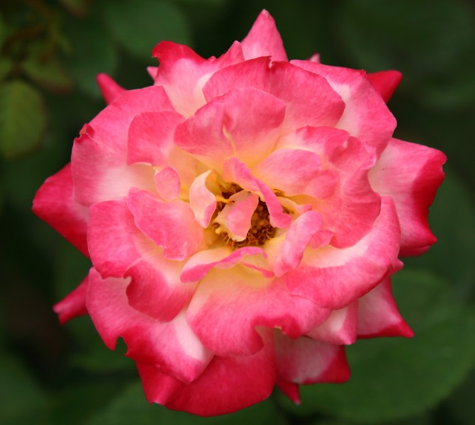 点击大图看下一张：娇艳玫瑰花卉图片