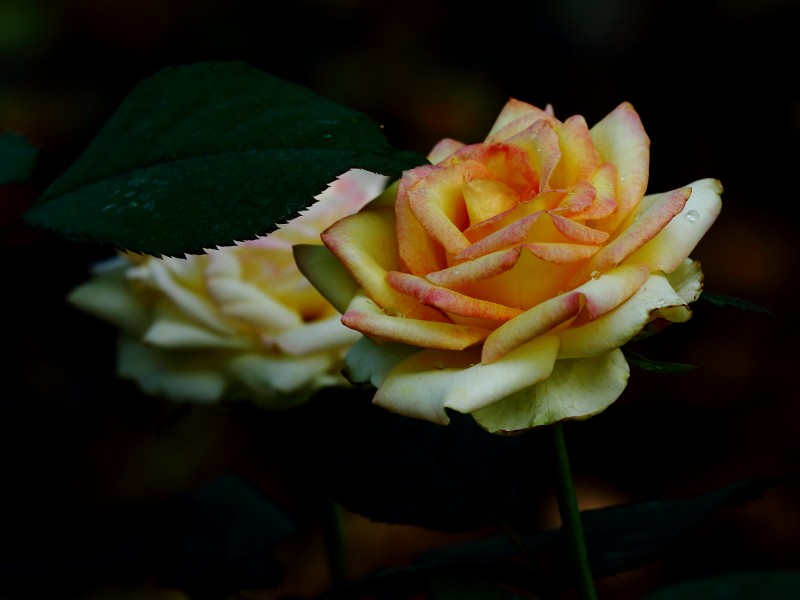 点击大图看下一张：秋日绽放的美艳玫瑰花图片