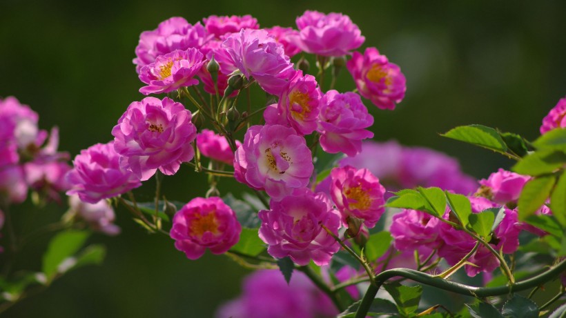 点击大图看下一张：粉色蔷薇花图片