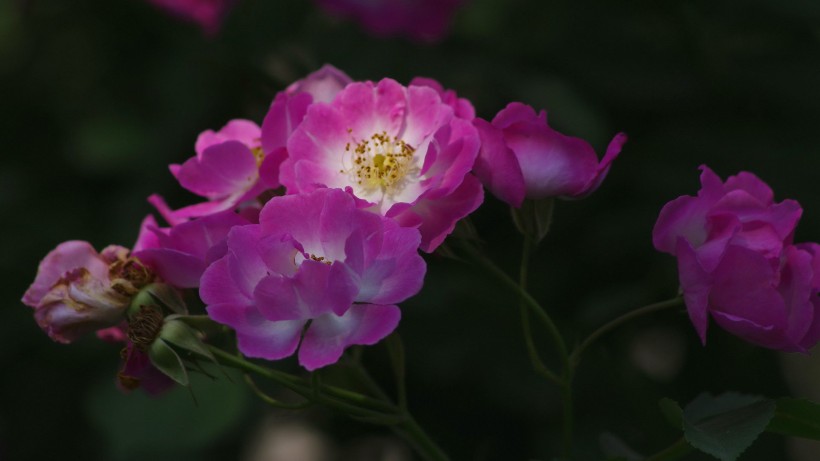 点击大图看下一张：粉色蔷薇花图片