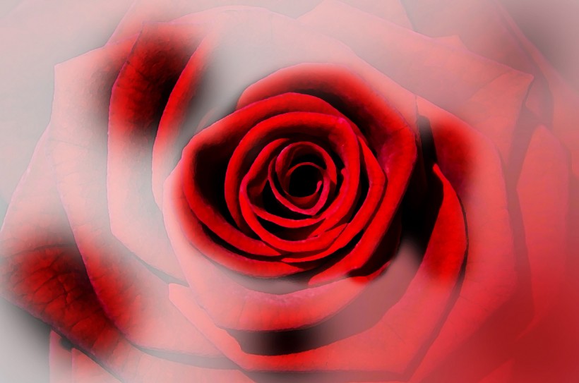 点击大图看下一张：红色玫瑰花图片