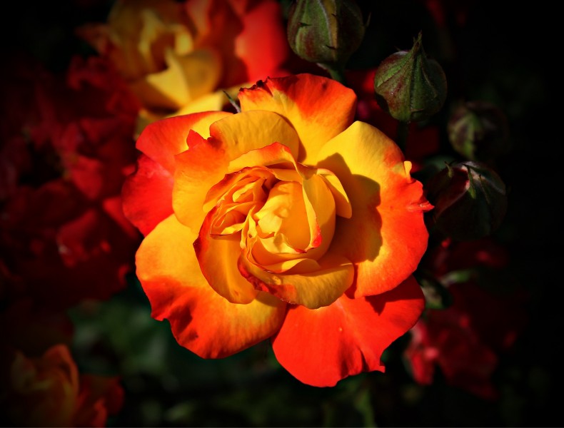 点击大图看下一张：娇艳红色玫瑰花图片
