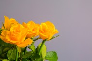 黄色玫瑰花图片_9张